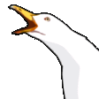 gull_scream.gif
