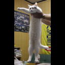 longcat.jpg
