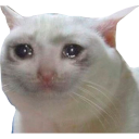 sadcat.png